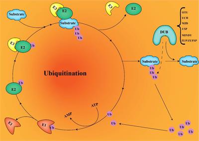 Immune Evasion and Drug Resistance Mediated by USP22 in Cancer: Novel Targets and Mechanisms